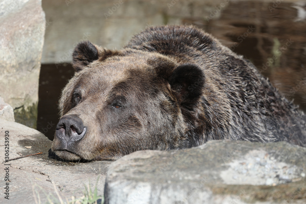 Obraz premium Closeup of a very large brown Grizzly Bear surrounded by natural habitat found near Vancouver, British Columbia, Canada