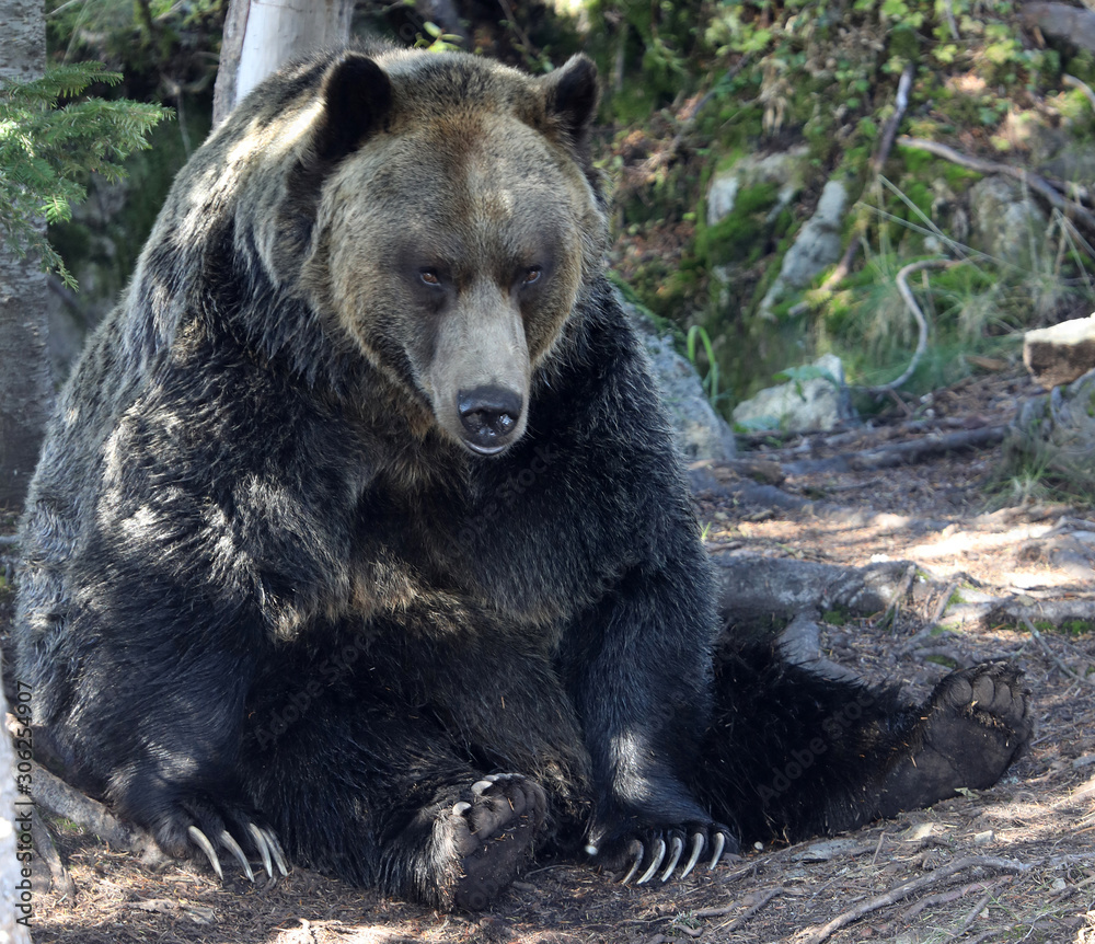 Closeup of a very large brown Grizzly Bear surrounded by natural habitat found near Vancouver, British Columbia, Canada Closeup of a very large brown Grizzly Bear surrounded by natural habitat found near Vancouver, British Columbia, Canada