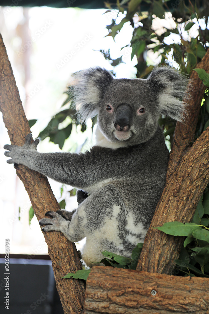 Obraz premium cute cuddly koala bears in gumtree in queensland, australia