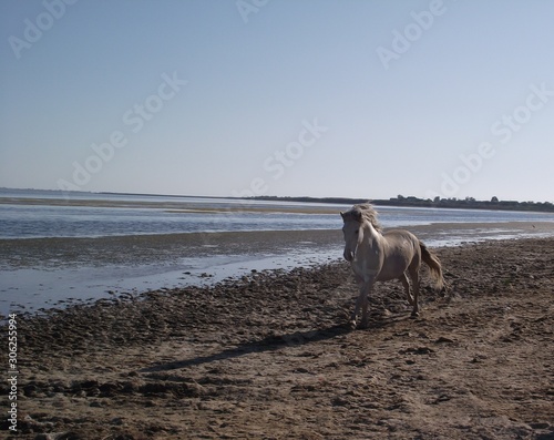 Fototapeta Naklejka Na Ścianę i Meble -  Horse on beach