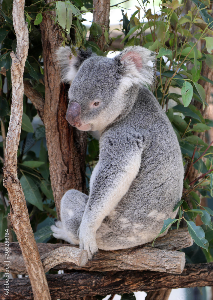 Fototapeta premium cute cuddly koala bears in gumtree in queensland, australia