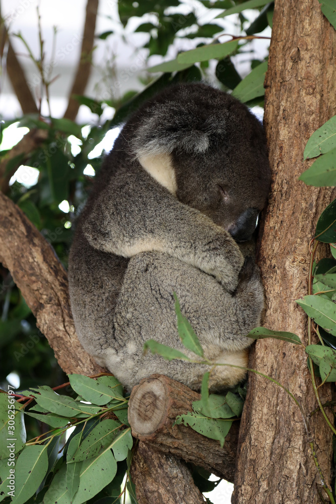 Fototapeta premium cute cuddly koala bears in gumtree in queensland, australia