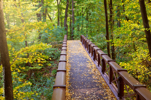 Wooden bridge in forest  park. Nature landscape
