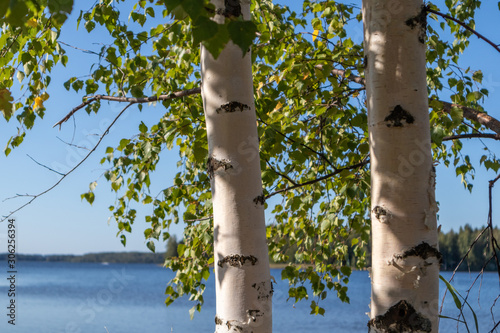 Birch trees sunny day near lake in finland nice nature nordic finnish landscape wild daylight background