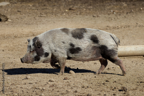 Spotted pig