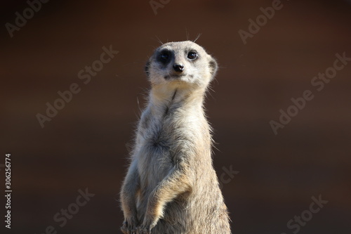 Standing meerkat © Jiri