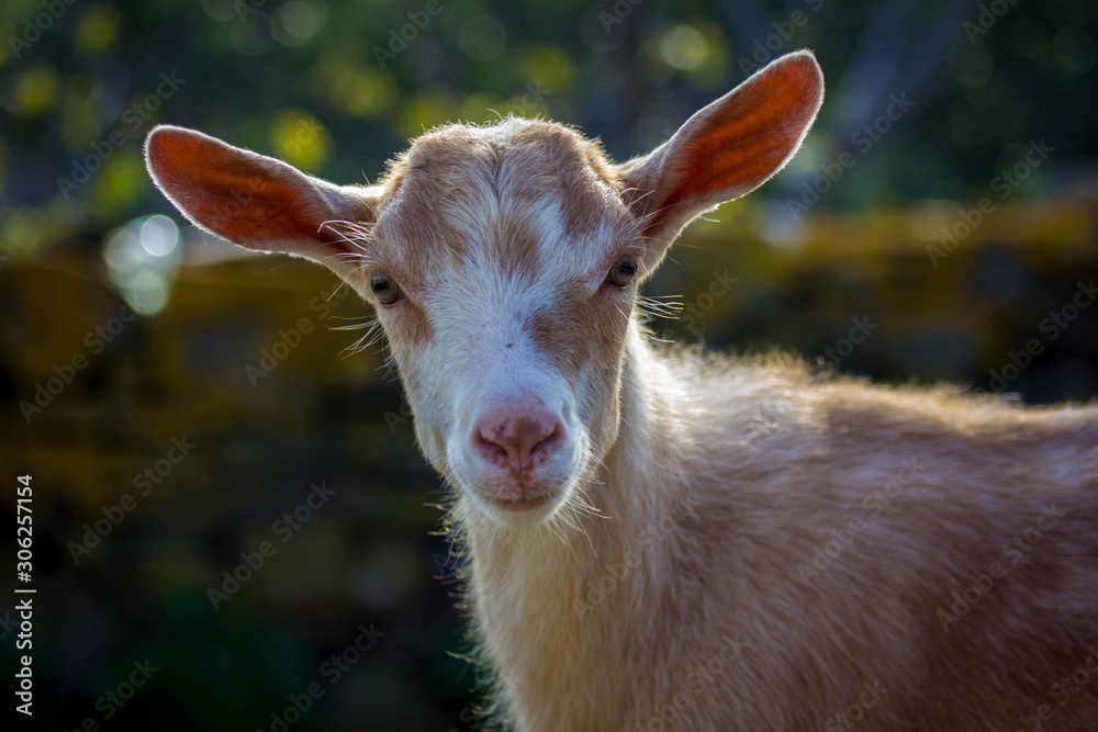Fototapeta premium Chèvre