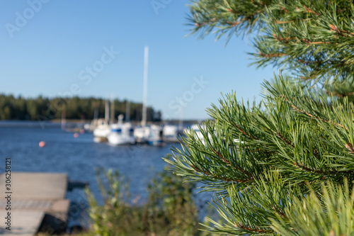 Sunny day fir tree closeup in harbour with white boats and blue sky