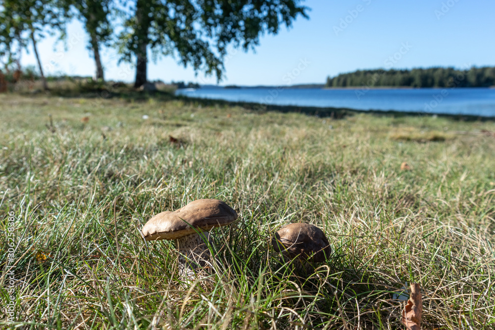 Obraz premium Edible mushrooms in grass sunny close up in Finland blurred background