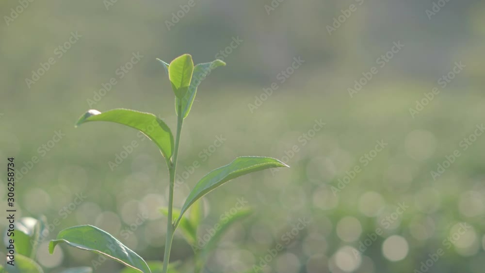 Close up selective focus green tea leaves at highland plantation farm in the evening sunlight with field bokeh, beautiful rural agriculture Close up selective focus green tea leaves at highland plantation farm in the evening sunlight with field bokeh, beautiful rural agriculture