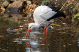 White stork wading in water catching prey