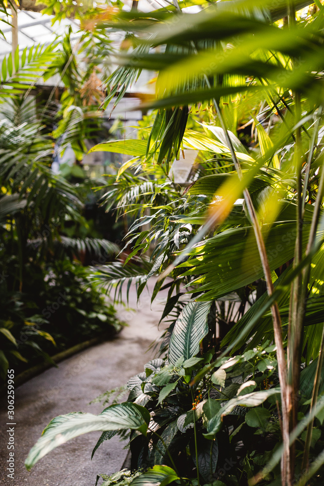 Obraz Światło w ogrodzie w dżungli. Koncepcja lato natura. Tropikalne liście palmowe