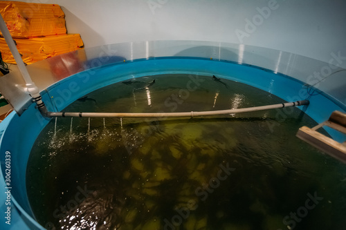Sturgeon fry in round blue plastic tank with aeration at sturgeon fish farm