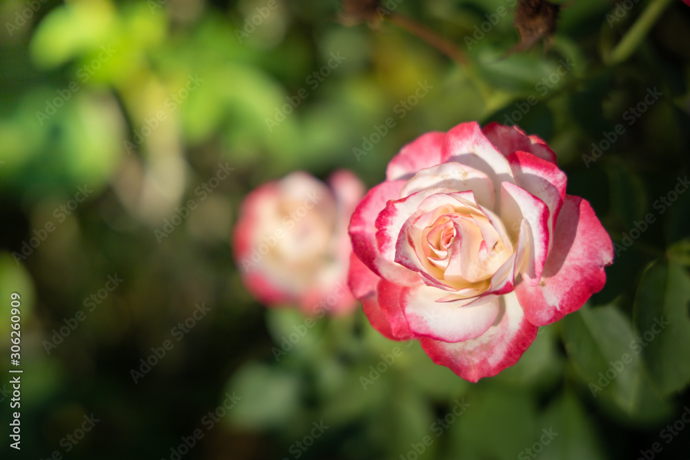 Roses in the garden Roses in the garden