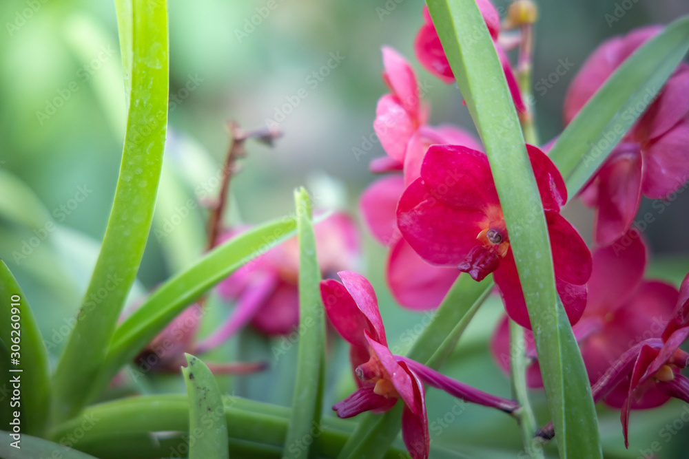 Naklejka premium The background image of the colorful flowers