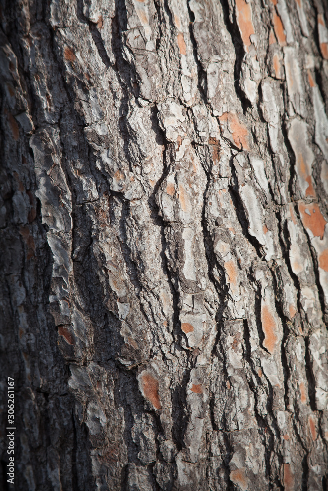 Detail of the texture of the bark of the trunk of a pine tree Detail of the texture of the bark of the trunk of a pine tree