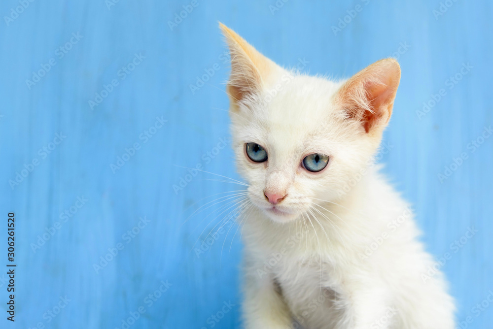 white kitten with blue eyes and blue background