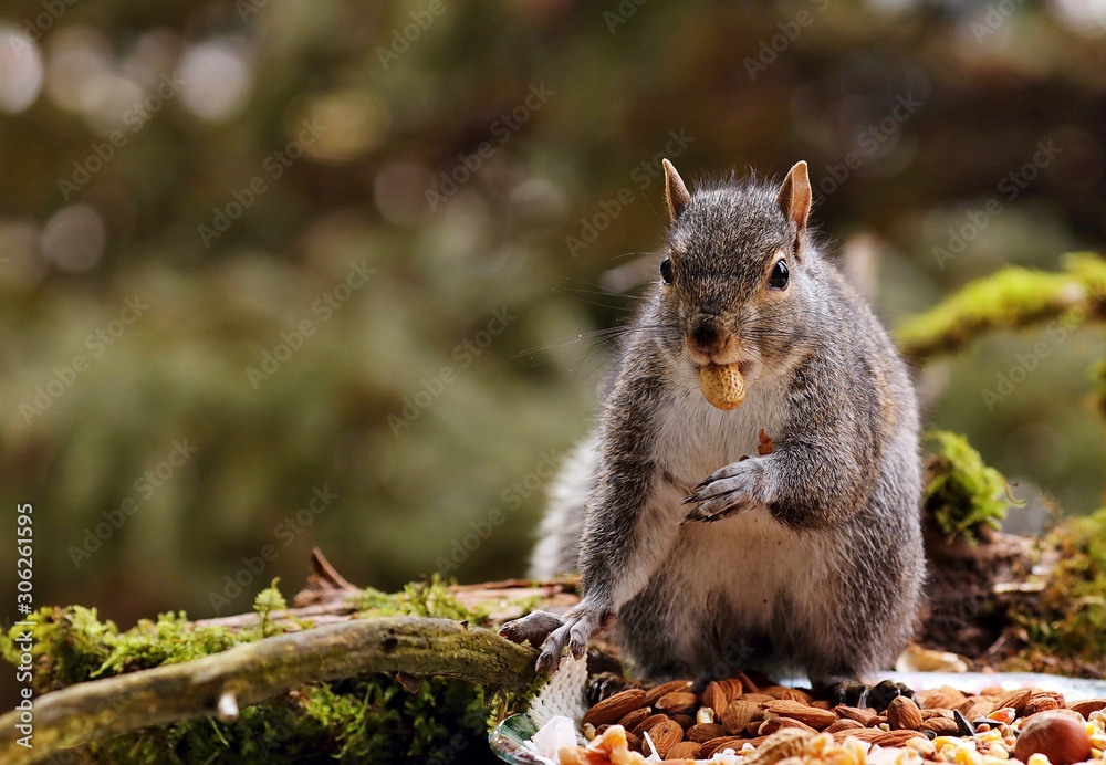 Naklejka premium Tree squirrels.Many juvenile squirrels die in the first year of life. Adult squirrels can have a lifespan of 5 to 10 years in the wild. Some can survive 10 to 20 years in captivity 