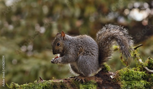 Tree squirrels.Many juvenile squirrels die in the first year of life. Adult squirrels can have a lifespan of 5 to 10 years in the wild. Some can survive 10 to 20 years in captivity 