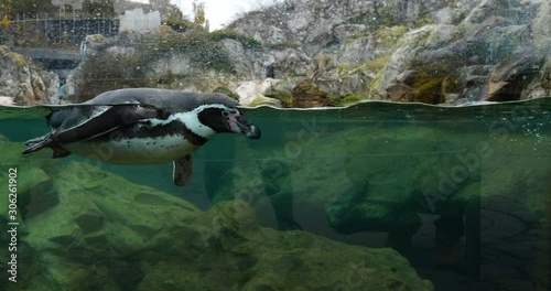 View penguins in the water in summer. Detailed view of a flock of penguins in the water in summer in background rock.