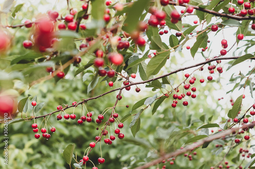 soft focus of red cherries with dew and green leaves on branches in front of blurred sky