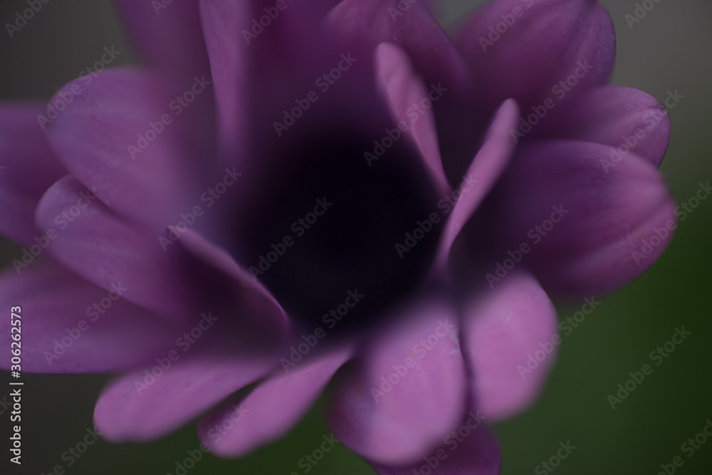 Blurry Purple Flower at green background