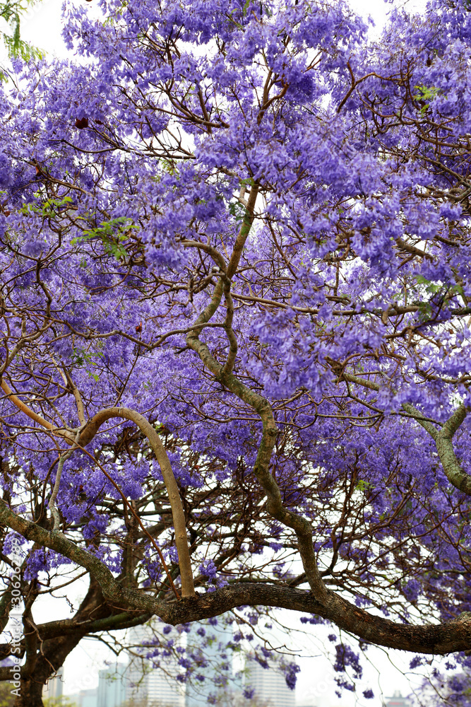 australian purple trees