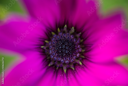 Macro close up of the center of a purple flower
