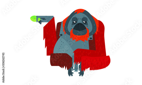 Orangutan