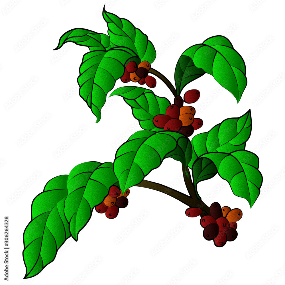 Planta de café