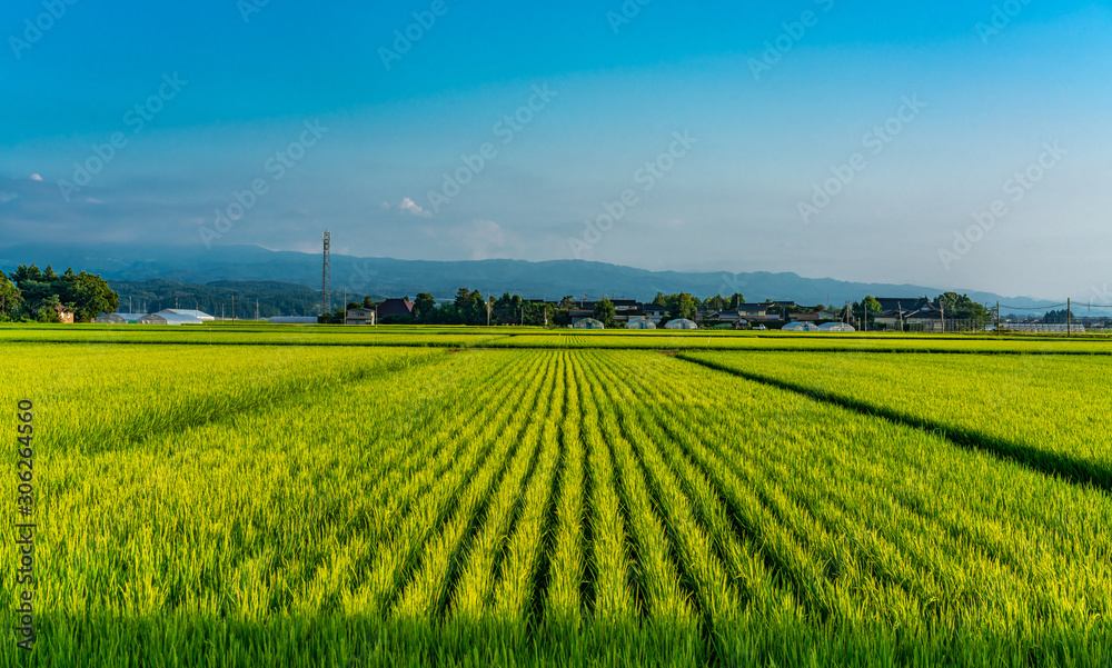 Rice fields in Tsuruoka, Yamagata Prefecture, Japan