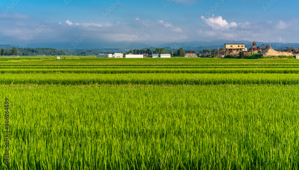 Rice fields in Tsuruoka, Yamagata Prefecture, Japan Rice fields in Tsuruoka, Yamagata Prefecture, Japan