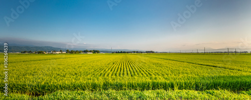 Panoramic view of Rice fields in Tsuruoka, Yamagata Prefecture, Japan photo