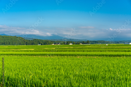 Rice fields in Tsuruoka  Yamagata Prefecture  Japan