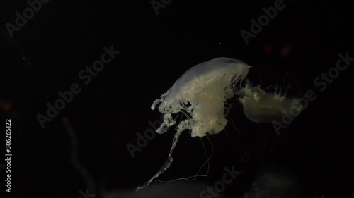 Atlantic sea nettle jellyfish 4k photo