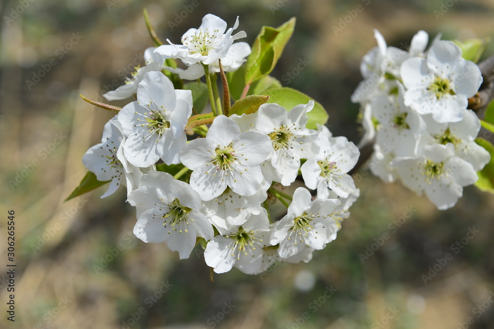 Pear flower in full bloom in spring