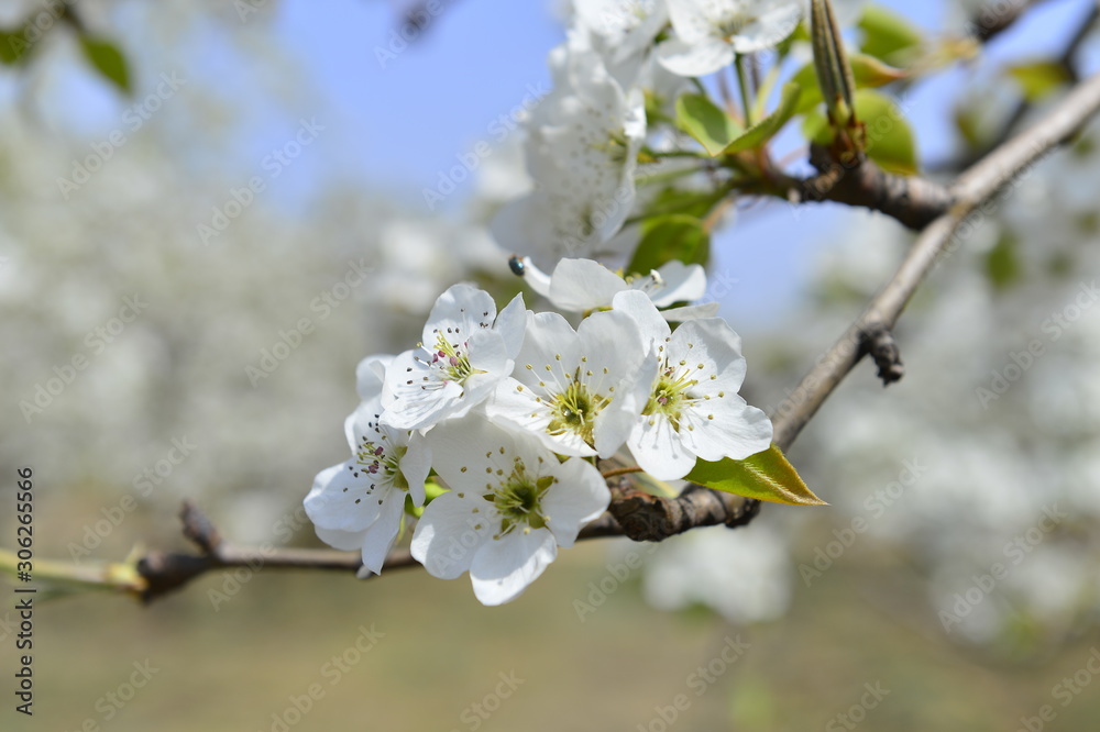 Pear flower in full bloom in spring Pear flower in full bloom in spring