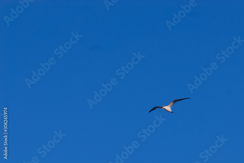 A lone laughing gull shot while in mid flight against the backdrop of a blue sky