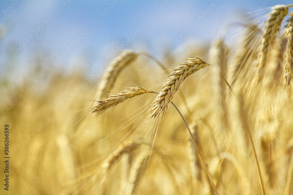 Rural landscape - field common wheat (Triticum aestivum) in the rays of the summer sun, close-up Rural landscape - field common wheat (Triticum aestivum) in the rays of the summer sun, close-up