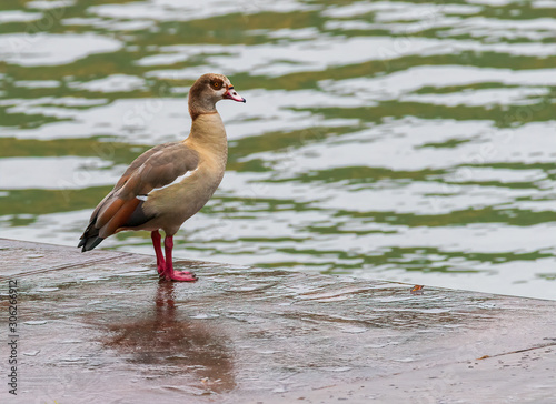 Egyptian Goose