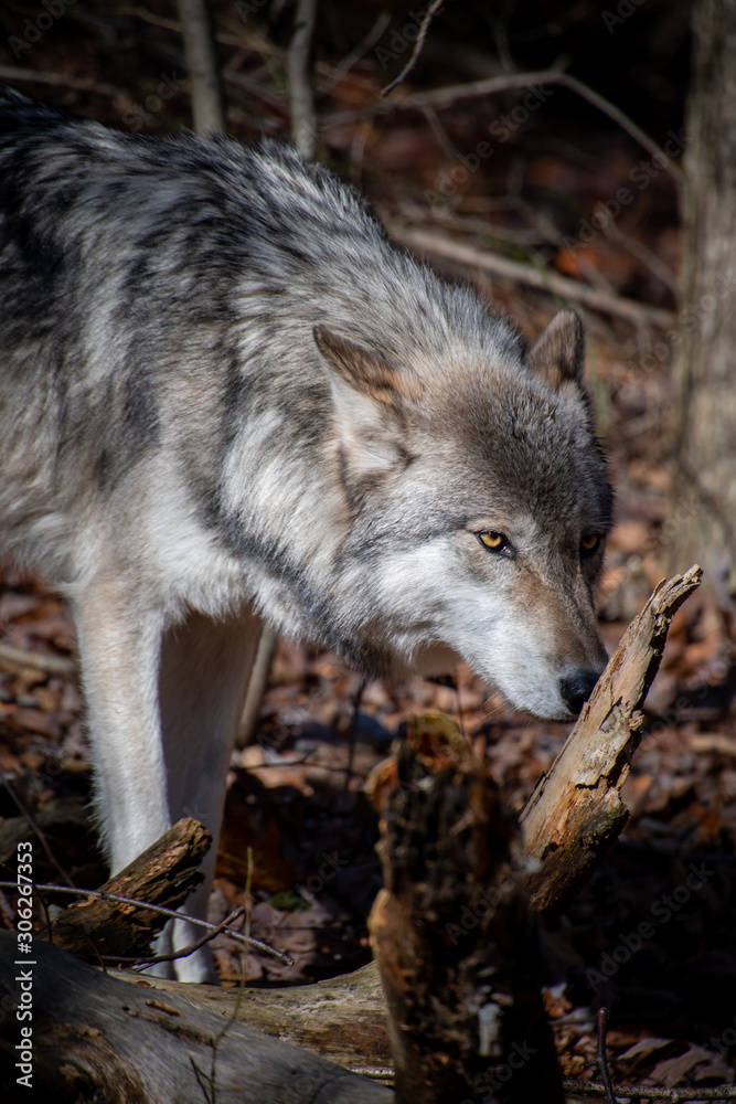 A closeup of a timber wolf sniffing a dead tree in the forest A closeup of a timber wolf sniffing a dead tree in the forest