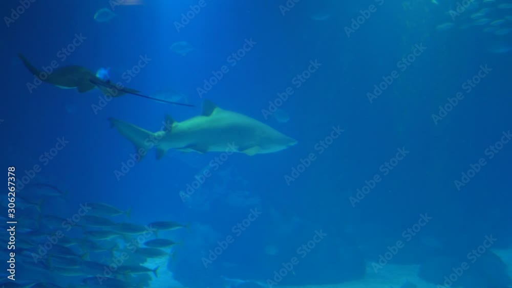 bull shark biology aquarium 4k bull shark biology aquarium 4k