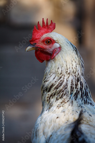 Closeup of a rooster in the chicken coop in a farmyard