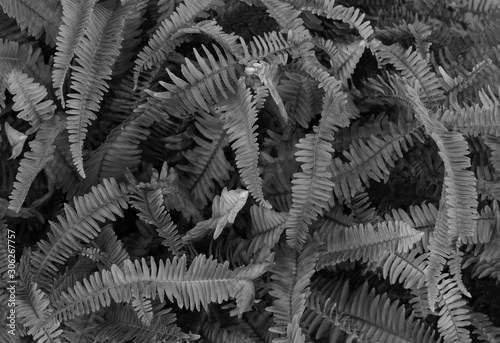 fern abstract