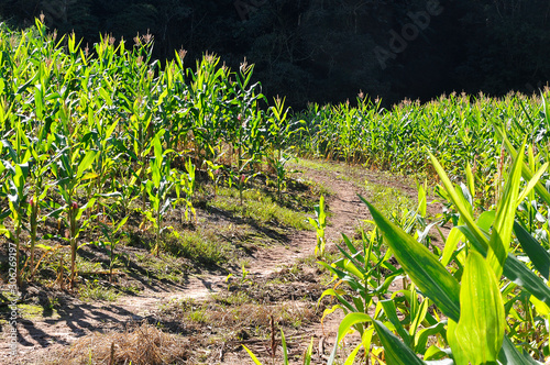 Cornfield