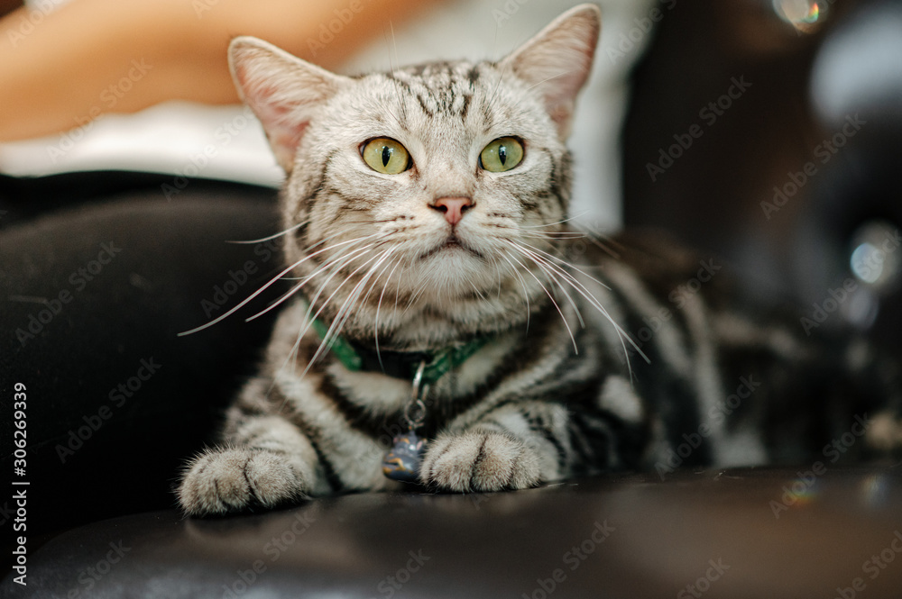 Fototapeta premium A cat lying on the sofa