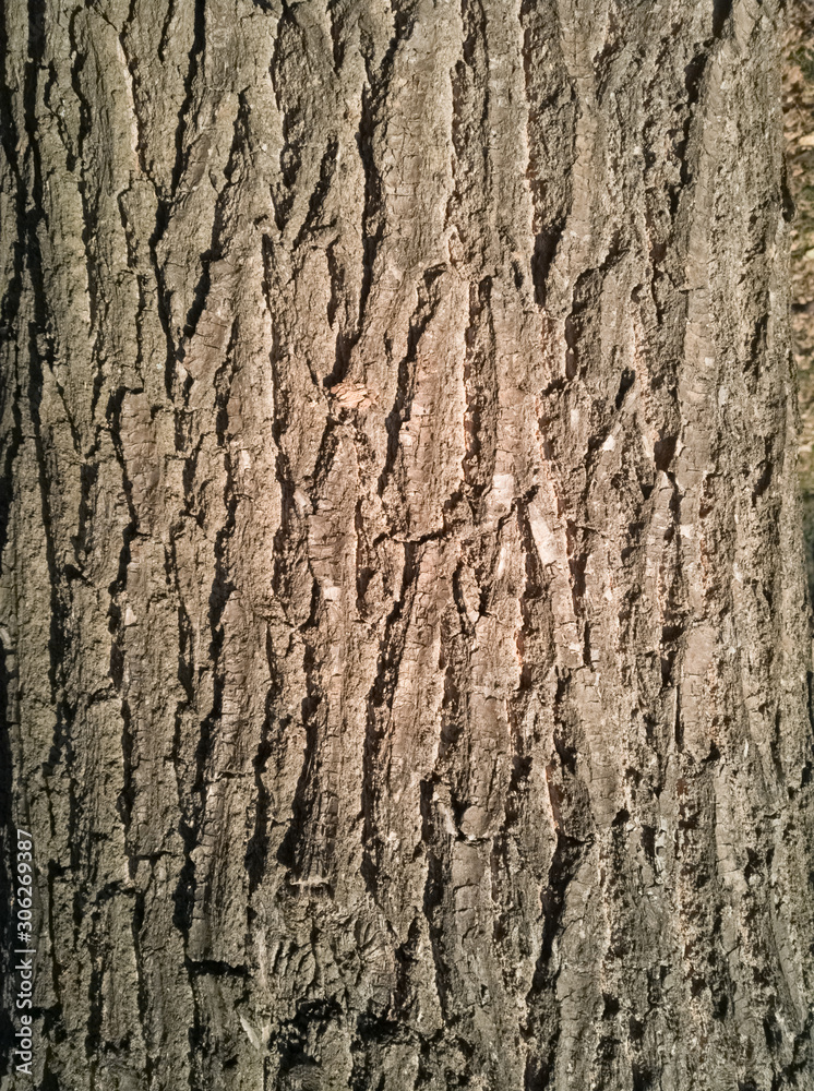 Tree trunk texture background, close up, sunny day Tree trunk texture background, close up, sunny day