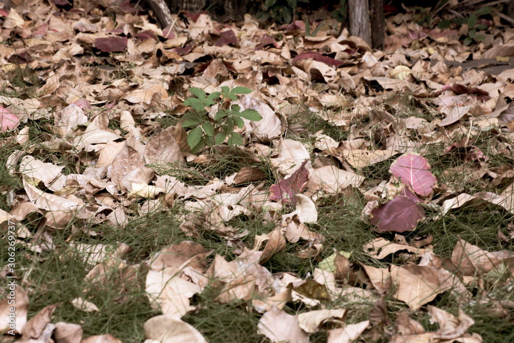 The dry leaves that pile up in the garden The dry leaves that pile up in the garden