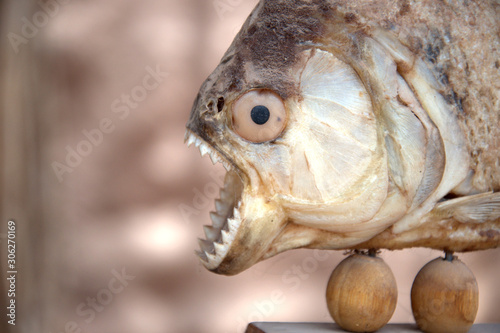 Taxidermied piranha with mouth open  photo