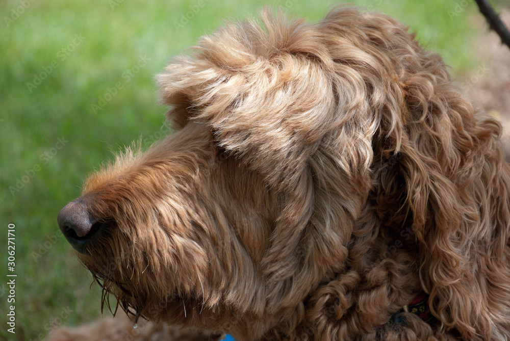 Side portrait of golden doodle dog, close up of dogs head
